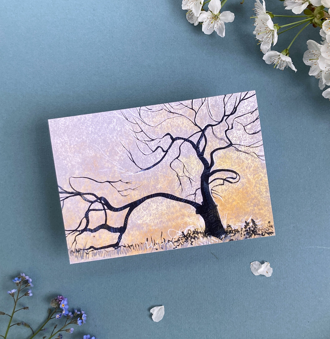 Apple Tree in the Morning Light - Greeting card pack (6)